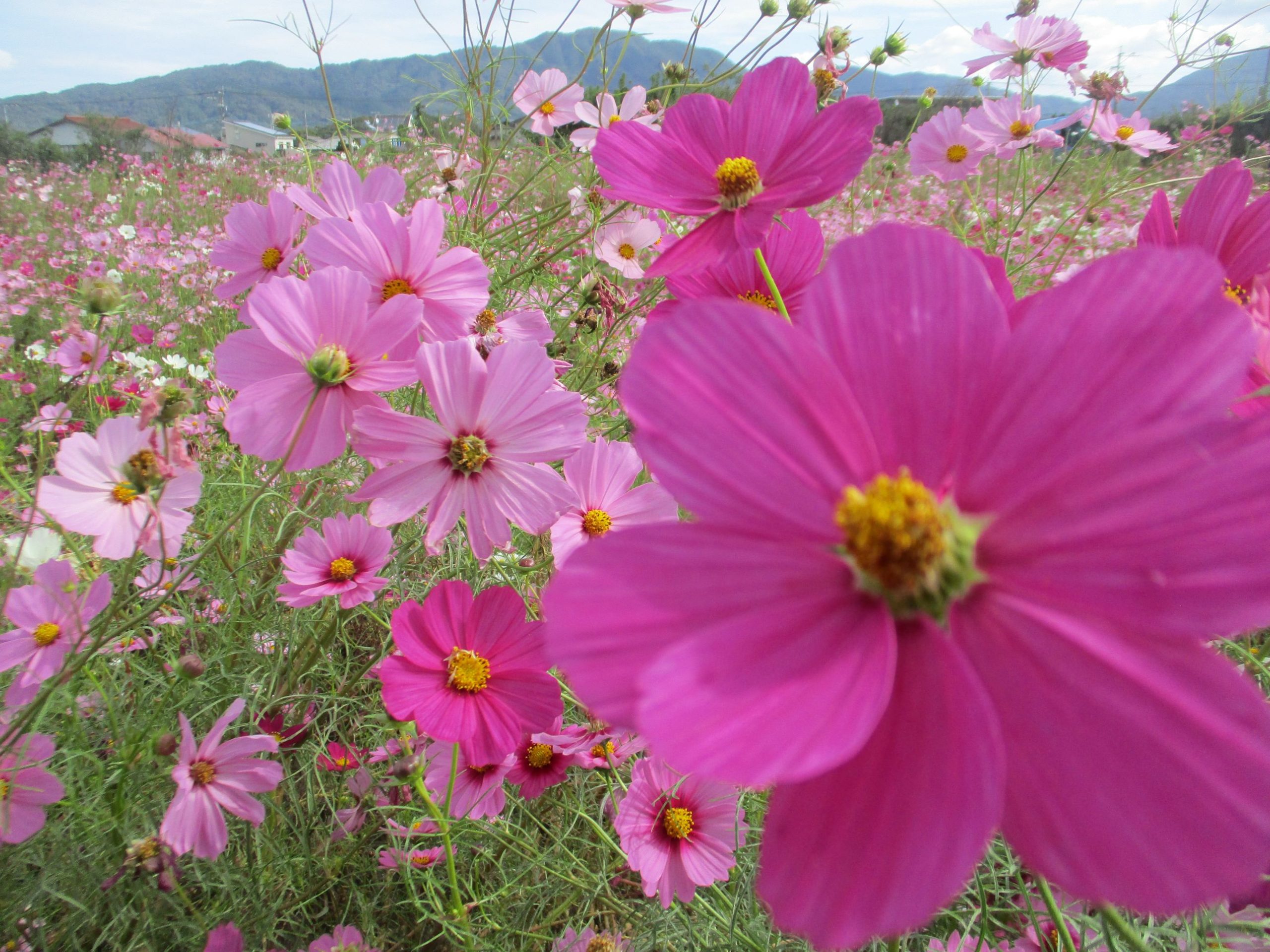 コスモスドライブ